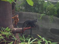 Džungle s opicemi